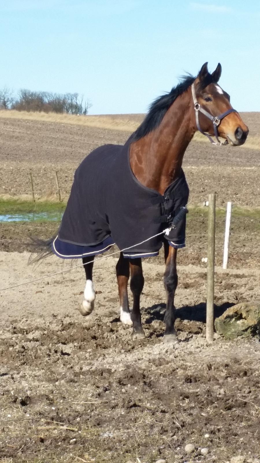 Trakehner Diamonds Coco <3 billede 29