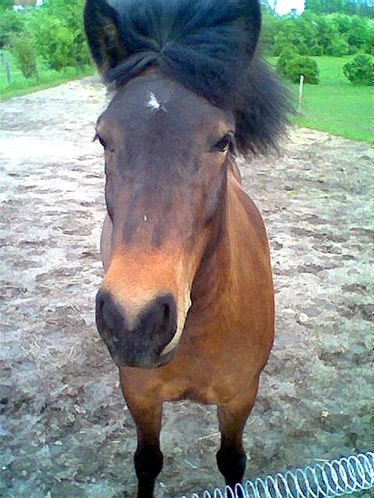 Islænder Frenja fra Risby billede 10