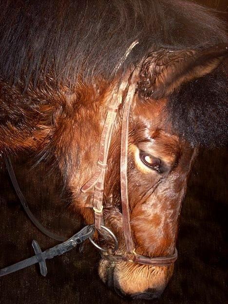 Islænder Frenja fra Risby billede 13