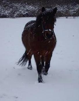 Islænder Frenja fra Risby billede 9