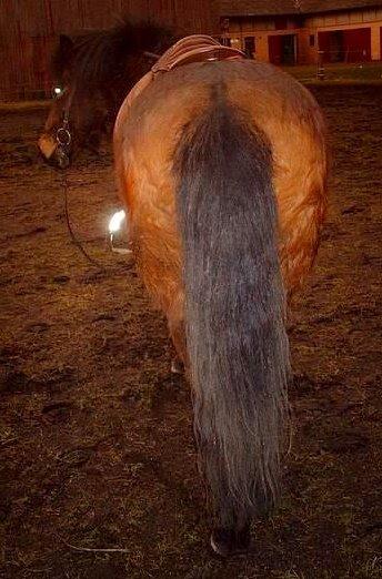 Islænder Frenja fra Risby billede 20