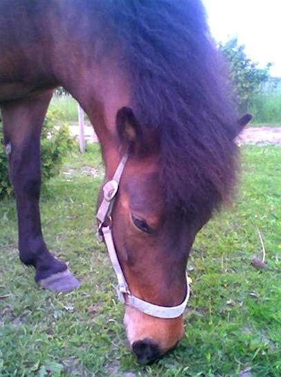 Islænder Frenja fra Risby billede 16