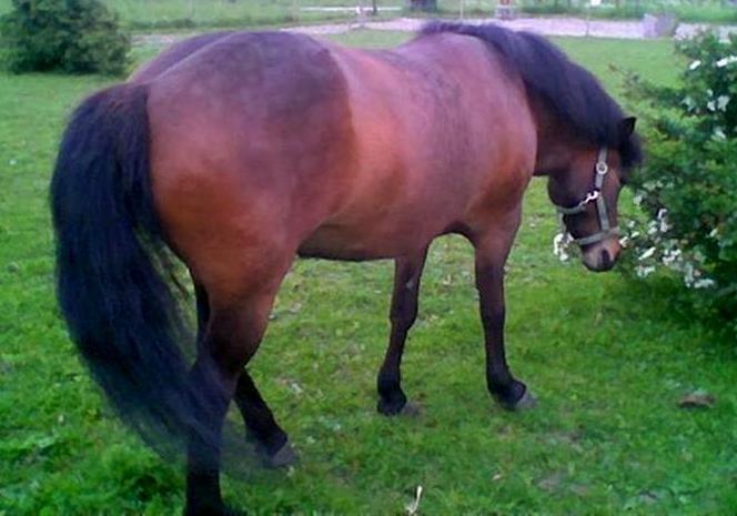 Islænder Frenja fra Risby billede 19