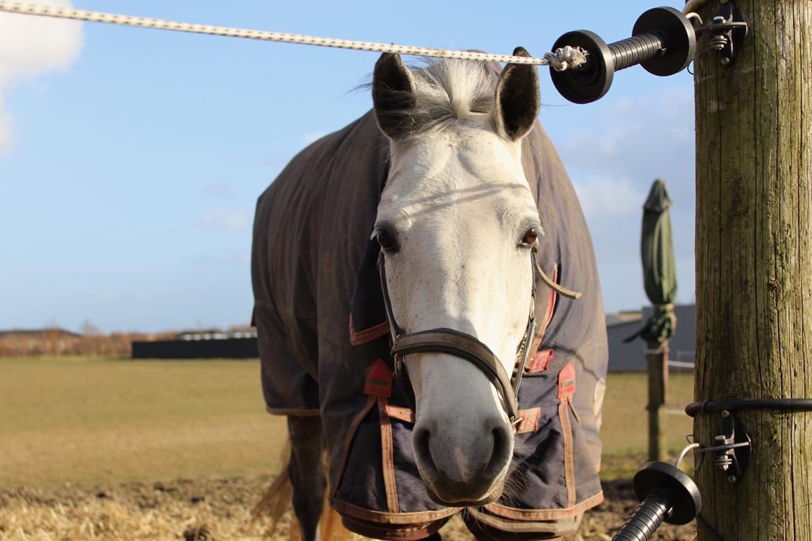 Connemara Mosegårdens Mascha  - Nuuuuughh!! <3 <3 billede 7