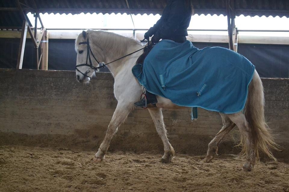 Anden særlig race Dunja billede 3