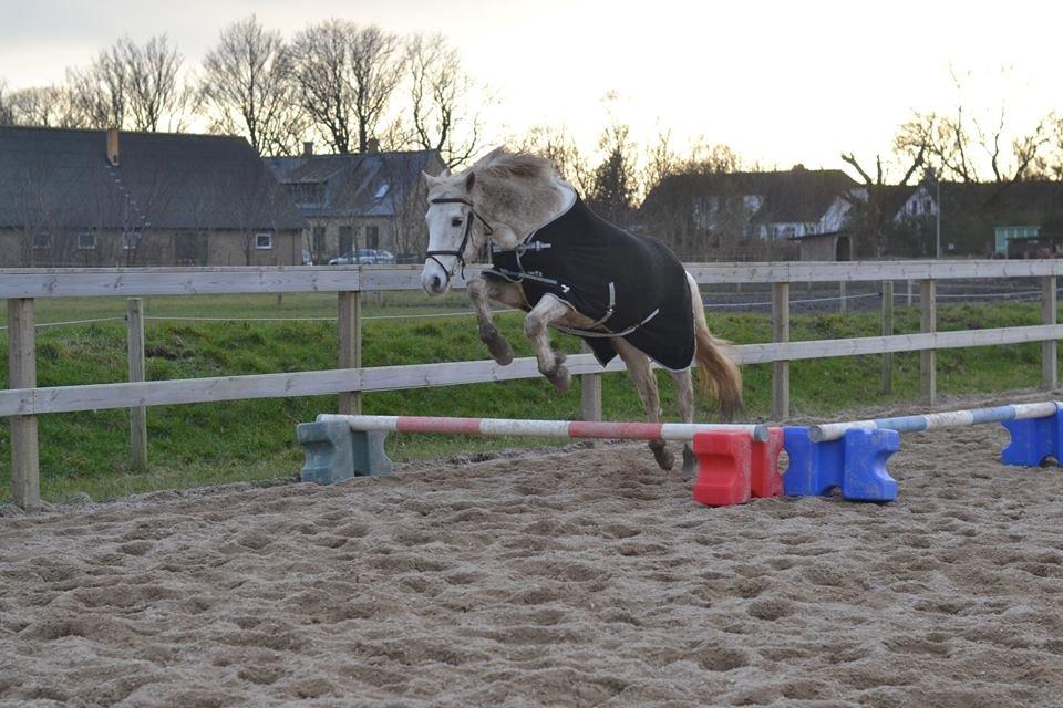 Anden særlig race Dunja billede 4