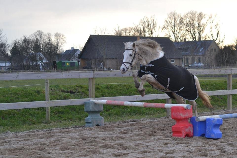 Anden særlig race Dunja billede 5