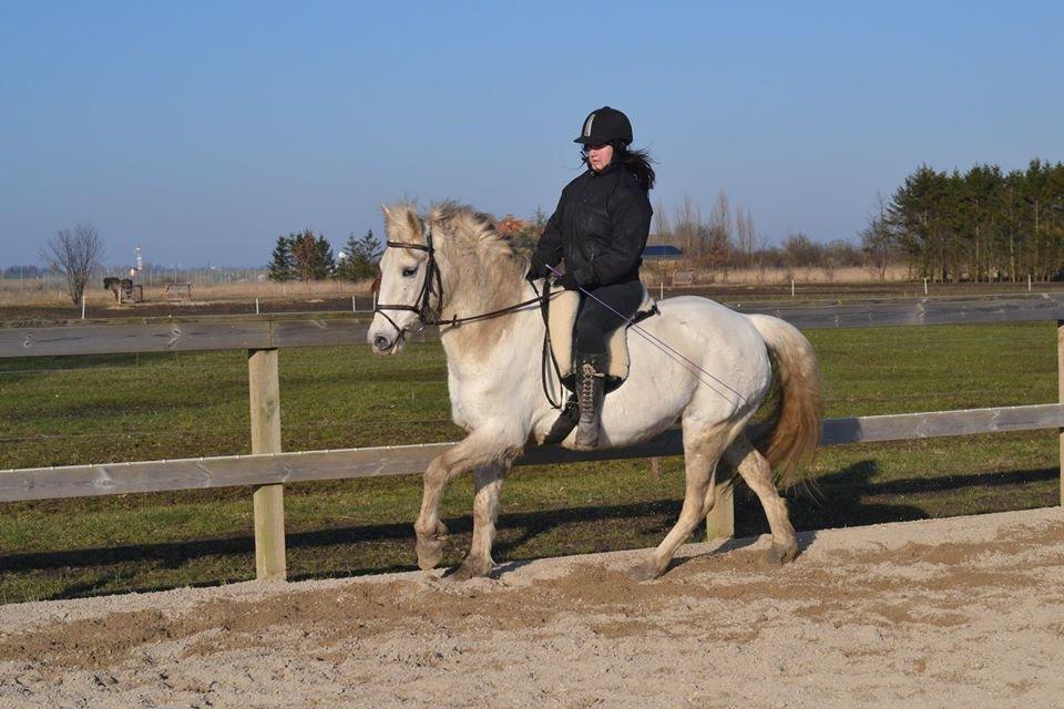 Anden særlig race Dunja billede 12