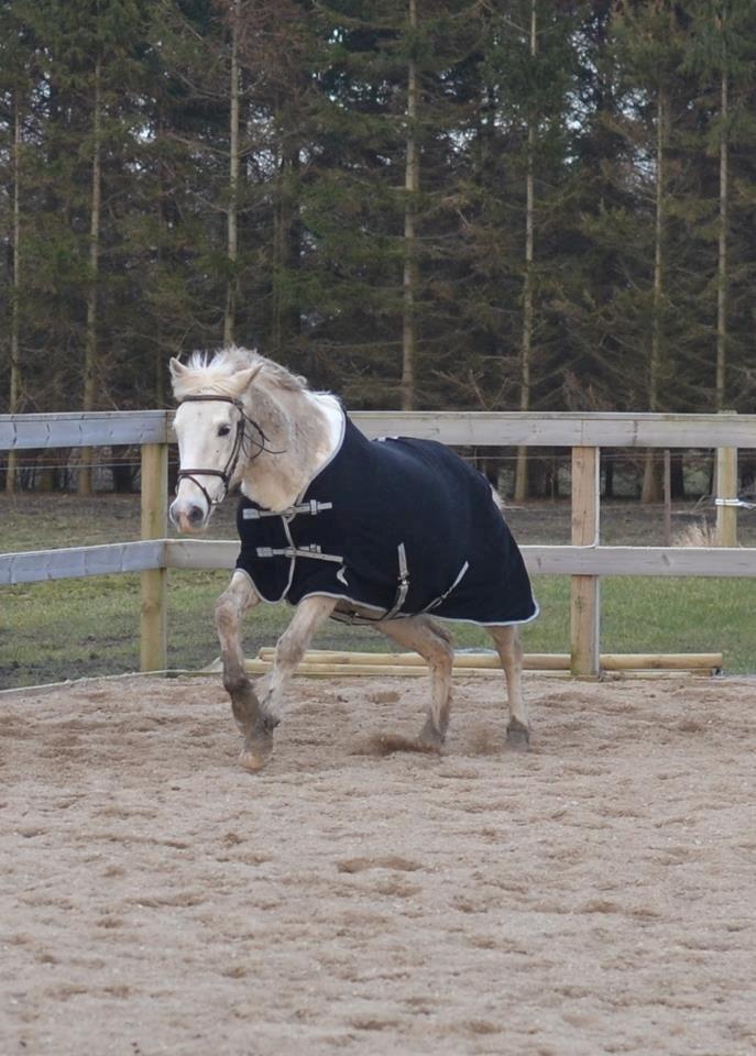Anden særlig race Dunja billede 13