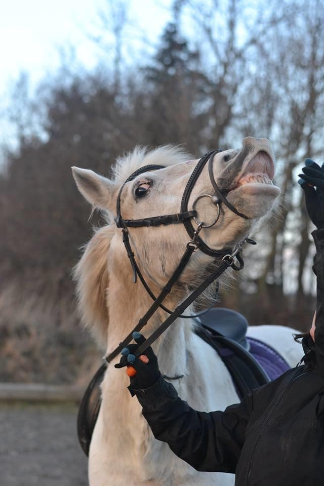Anden særlig race Dunja billede 10
