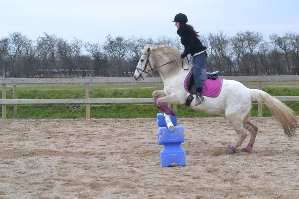 Anden særlig race Dunja billede 11