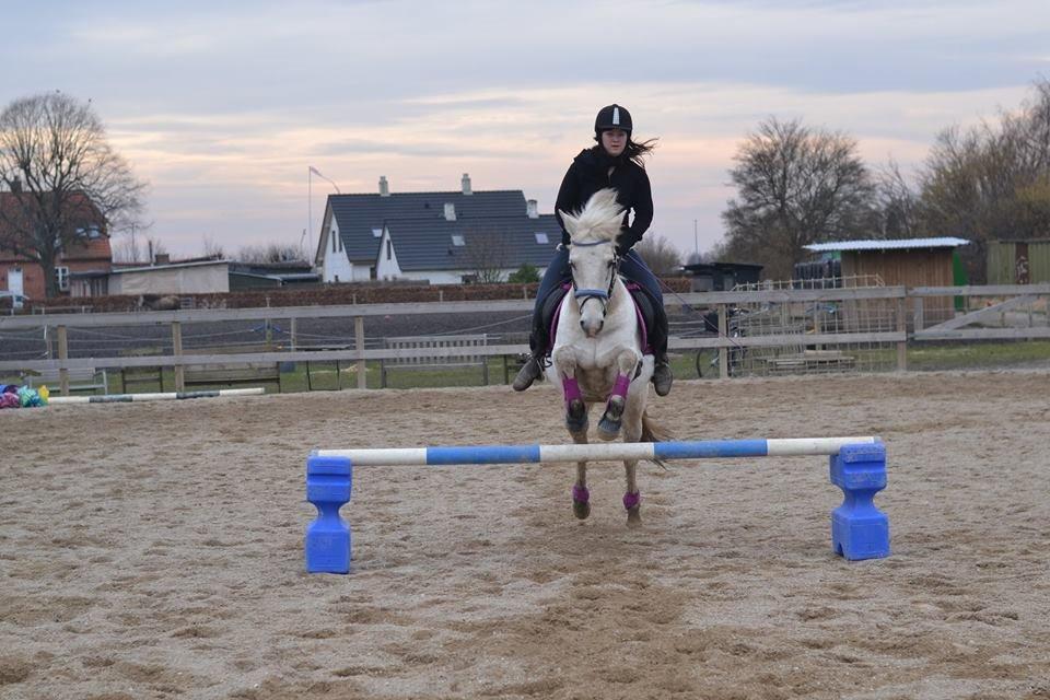 Anden særlig race Dunja billede 16