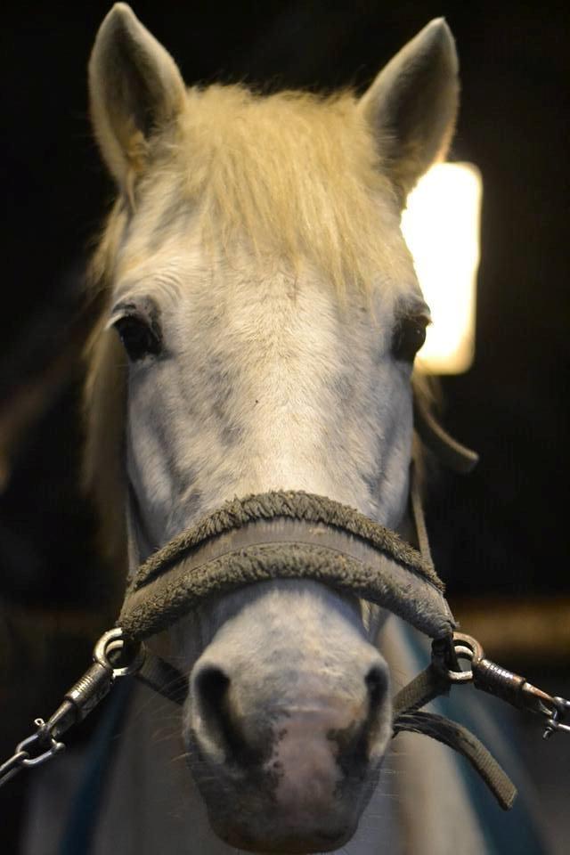 Anden særlig race Dunja billede 7