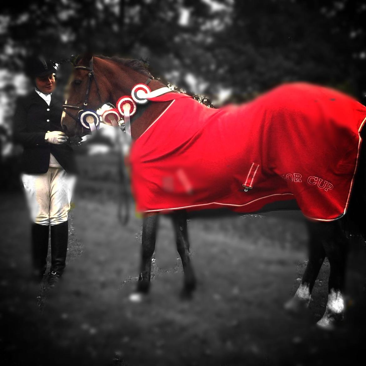 DSP Lynghøjen's Freeway - vinder af GOR Cup 2014<3  billede 17