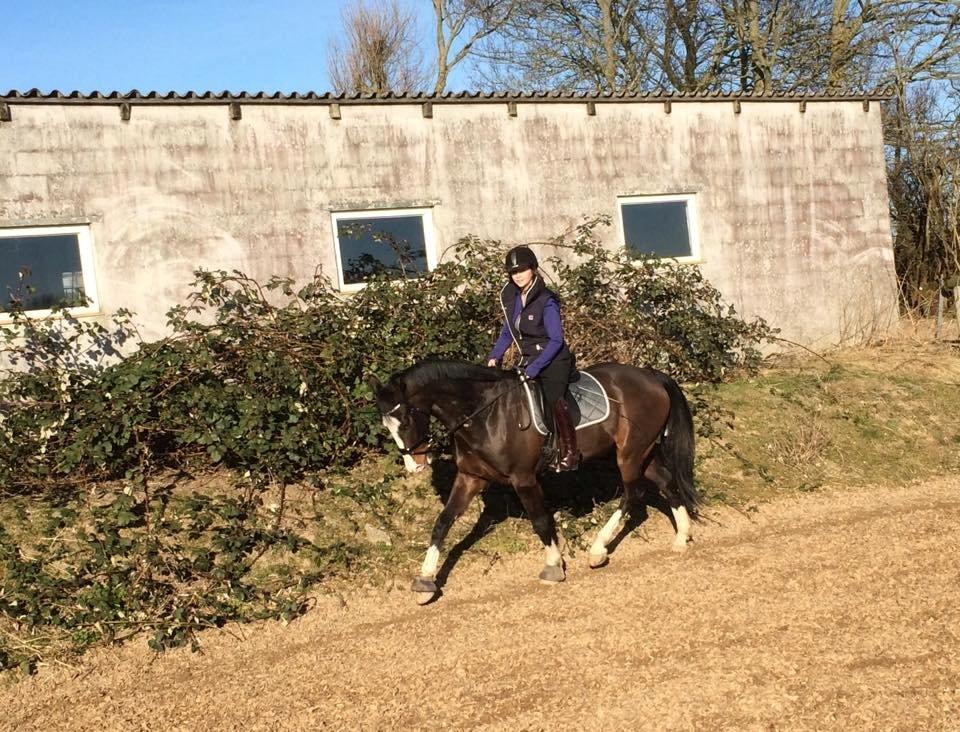 Hollandsk Varmblod Cor De Leandre billede 5