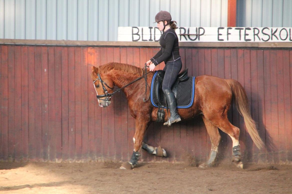 Anden særlig race Flamboyante Bijou - Marts billede 7