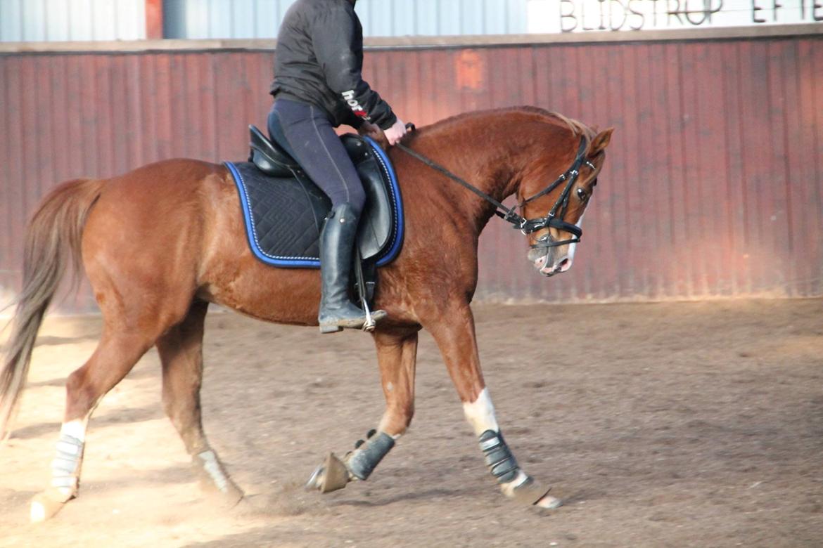 Anden særlig race Flamboyante Bijou - Marts billede 9