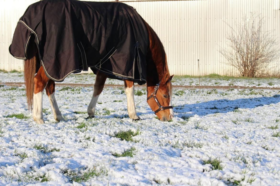 Anden særlig race Flamboyante Bijou billede 3