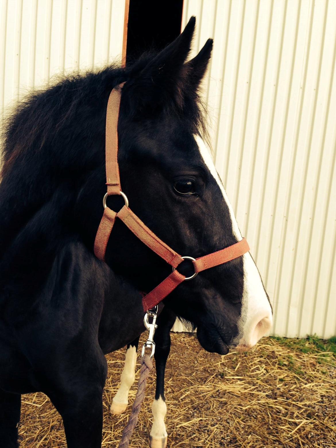 Frederiksborg Strunzte's Look At Me (Solgt) billede 8