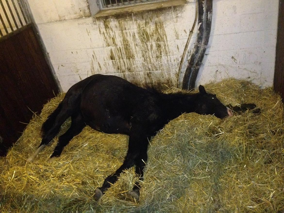 Frederiksborg Strunzte's Look At Me (Solgt) billede 14