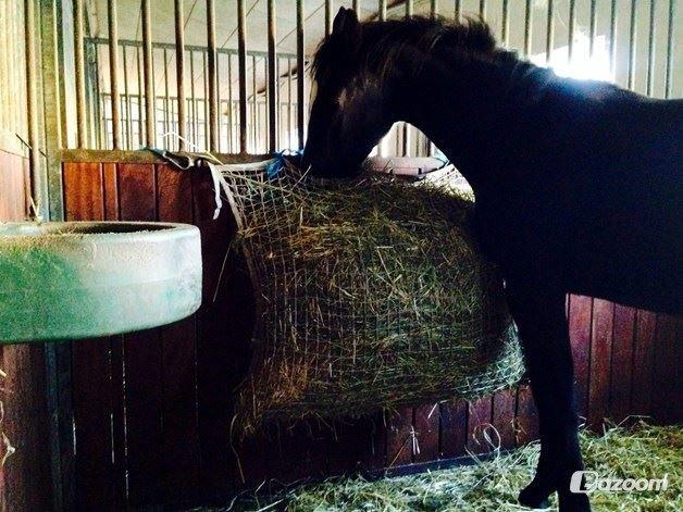 Frederiksborg Strunzte's Look At Me (Solgt) billede 10