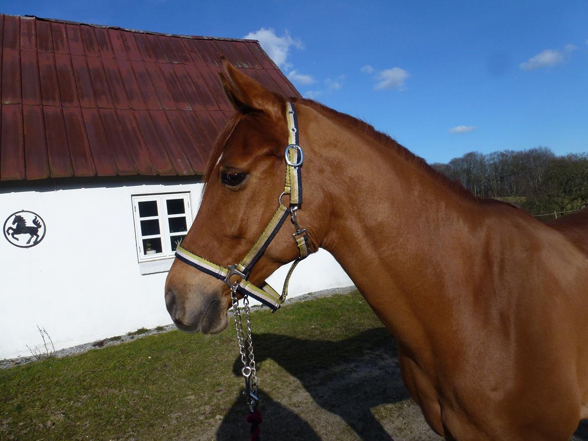 Anden særlig race Casmir billede 1