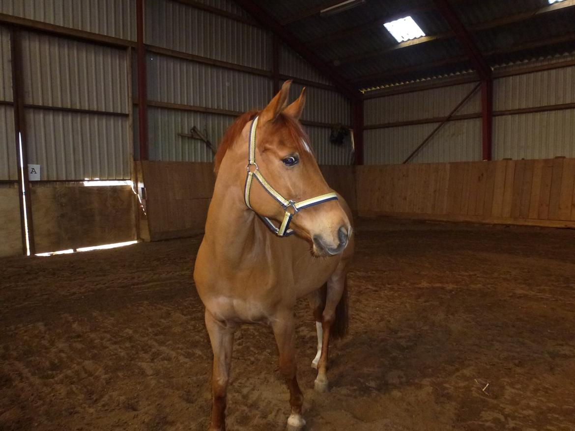 Anden særlig race Casmir billede 3