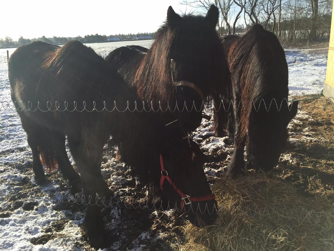 Fell pony Lunesdale Battlecry billede 10