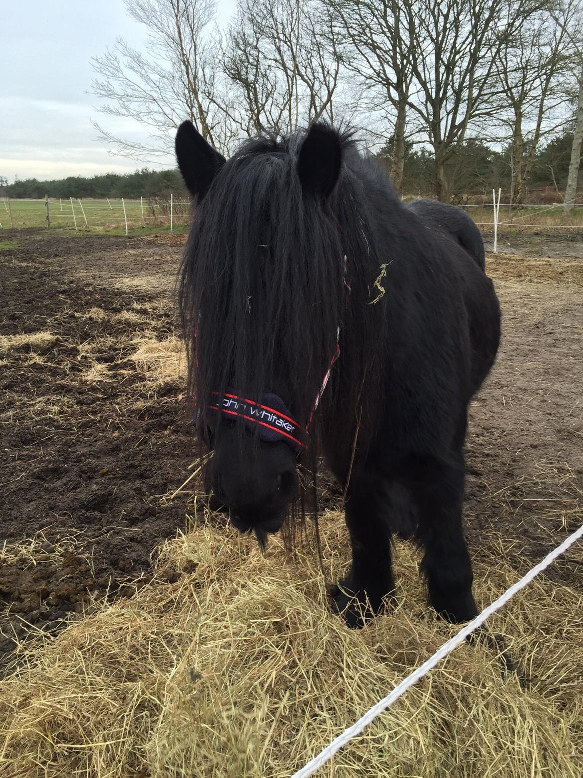 Fell pony Lunesdale Battlecry billede 12