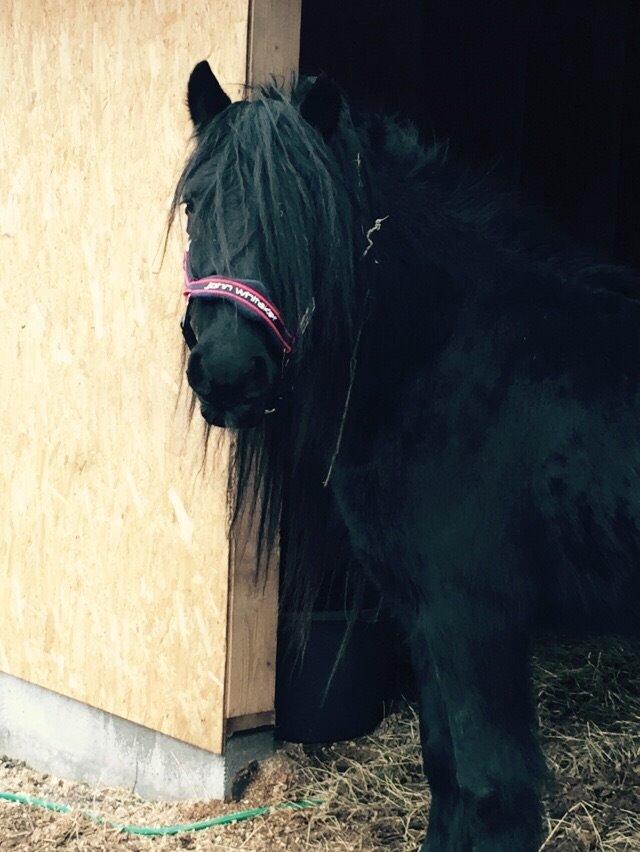 Fell pony Lunesdale Battlecry billede 11