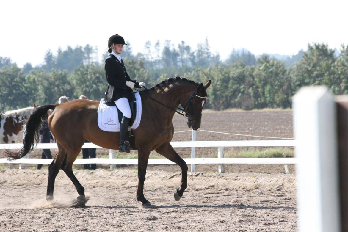 Dansk Varmblod Cassandra Sakstrup - Til et af de første stævner. Red LA1 til 63 % og blev nr. 2 :) billede 3