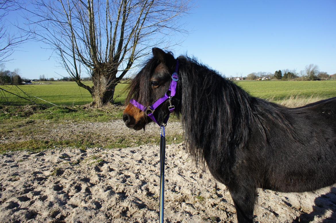Welsh Partbred (Sec F) BW´s Mia Maja billede 7