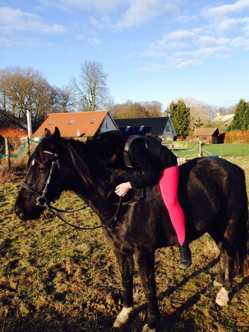 Anden særlig race Meulengracht`s Don Cordoba  billede 1