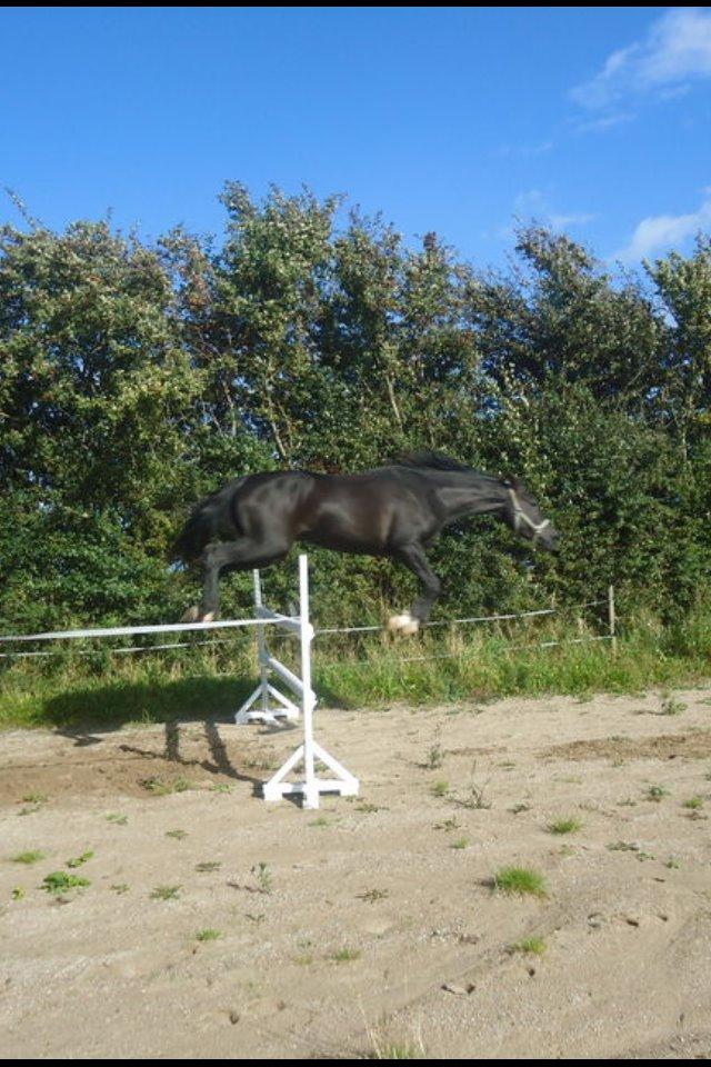 Anden særlig race Meulengracht`s Don Cordoba  billede 2