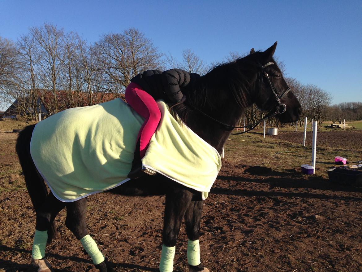 Anden særlig race Meulengracht`s Don Cordoba  billede 3