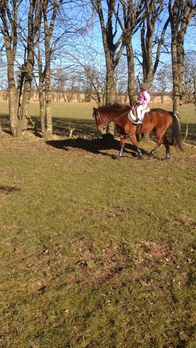 Traver Milan/ Speedy Kåsgård - Første gang hun rider ham uden trækker :-) billede 15