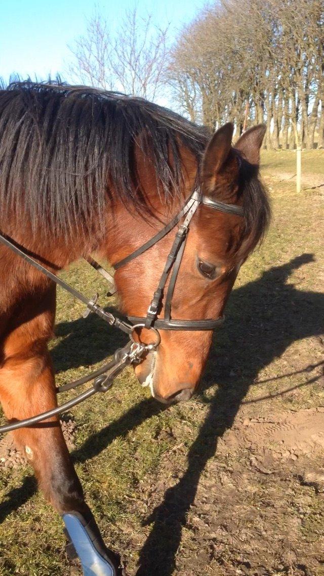 Traver Milan/ Speedy Kåsgård - Første gang hun rider ham uden trækker :-) billede 18