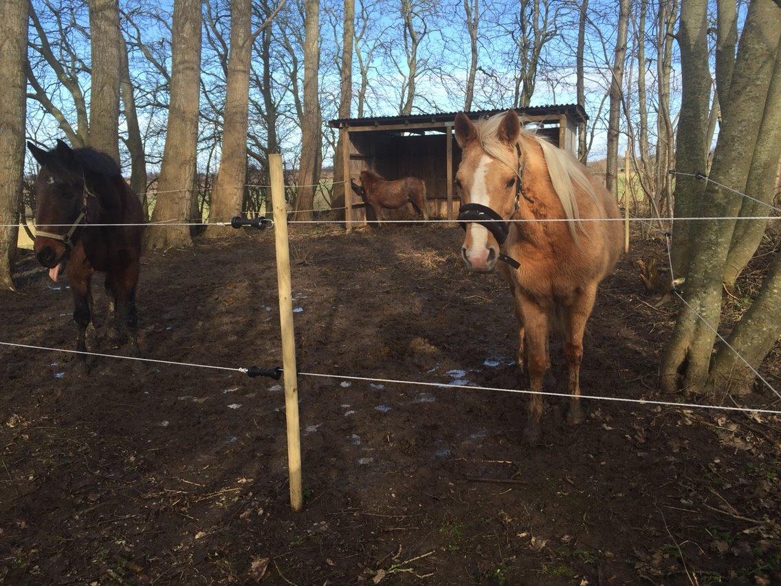 Palomino Ia starlight mist solgt billede 2