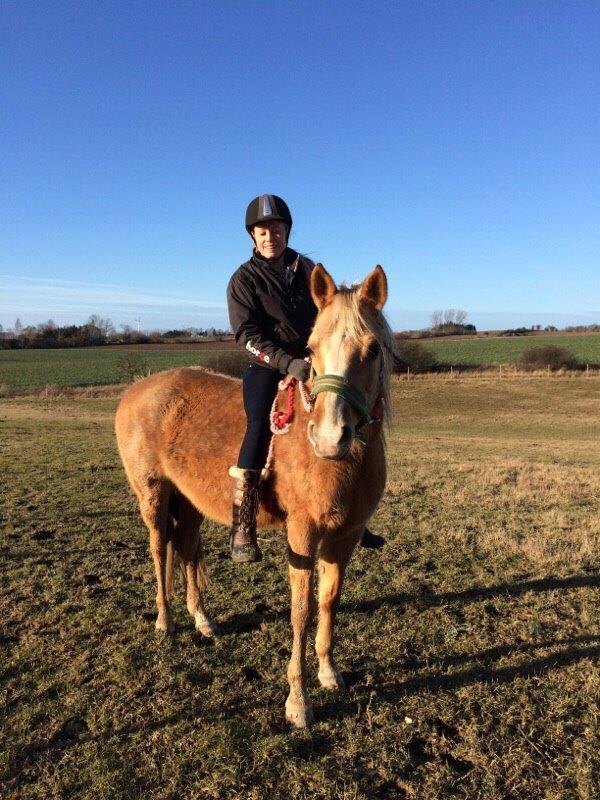 Palomino Ia starlight mist solgt billede 3