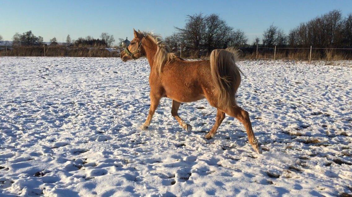 Palomino Ia starlight mist solgt billede 4