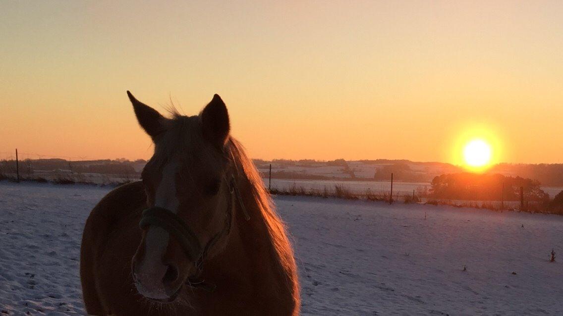 Palomino Ia starlight mist solgt billede 5