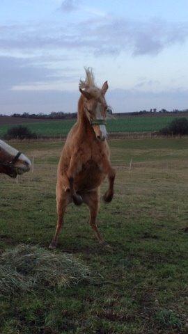 Palomino Ia starlight mist solgt billede 7