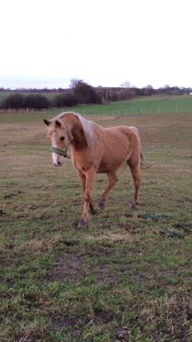 Palomino Ia starlight mist solgt billede 8