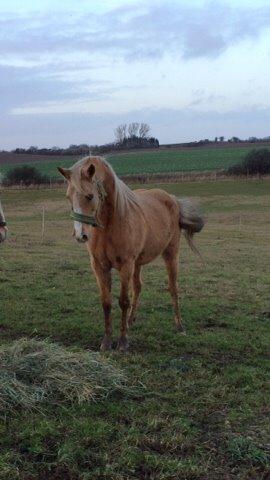 Palomino Ia starlight mist solgt billede 9