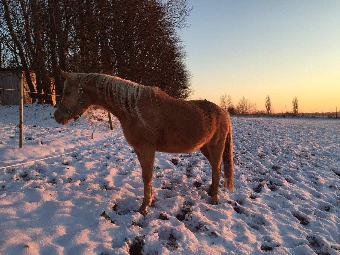 Palomino Ia starlight mist solgt billede 6