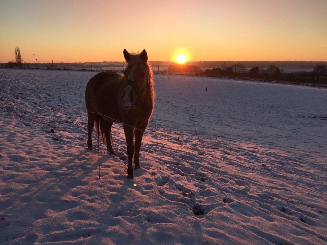 Palomino Ia starlight mist solgt billede 11