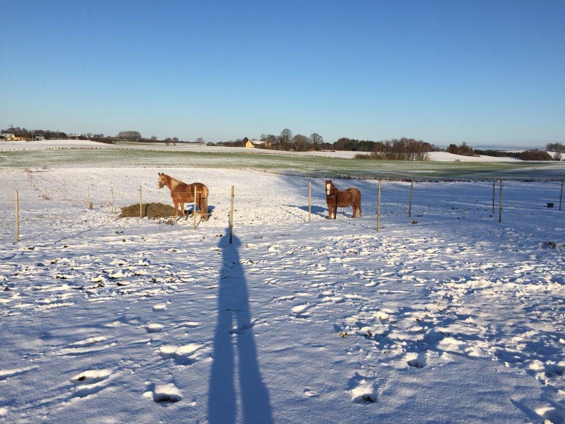 Palomino Ia starlight mist solgt billede 12