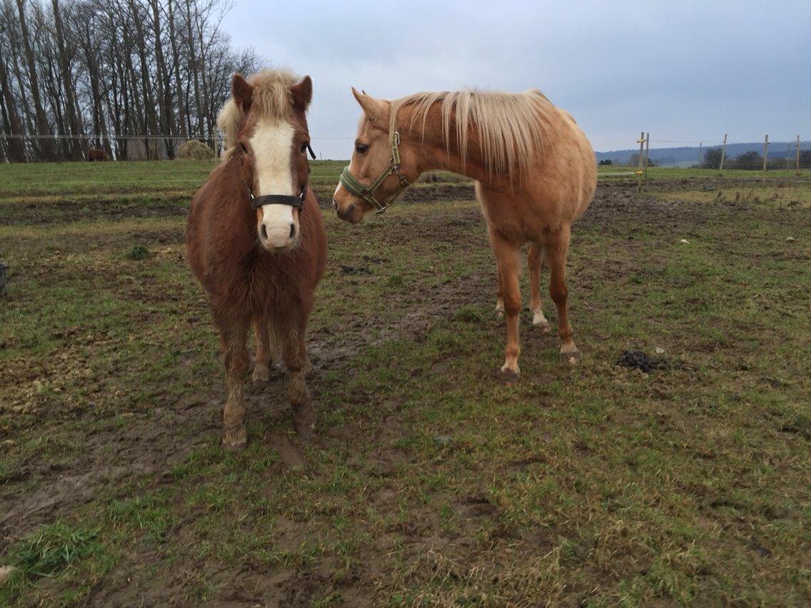 Palomino Ia starlight mist solgt billede 13