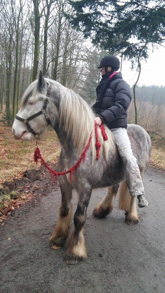 Tinker Lionheart Stud Flint - Flint i påbegyndt rytte tilvænnelse :D Første gang med rytter :) billede 6