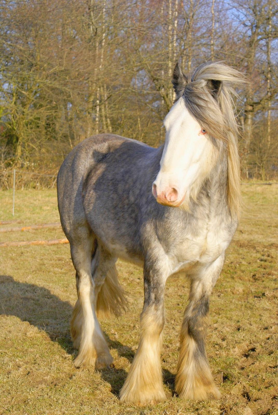 Tinker Lionheart Stud Flint - Flintus 3 år gammel :D Første gang med rytter :) billede 5